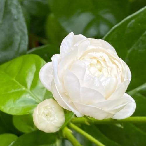 2 Grand Duke Jasmine Live Plants, Fragrant Flowering Shrubs, 4-6" Tall - Image 6