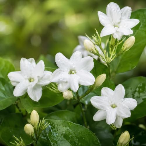 Maid of Orleans Jasmine Plant Live | 4-8 Inch Tall | Fragrant White-Blooming Jasmine | Easy to Grow Live Jasmine Plant for Indoor Home Décor - Image 2