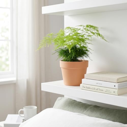 4 Inch Pot Asparagus Fern Live Plant, Soft Feathery Foliage, Easy Care Indoor Houseplant - Image 5