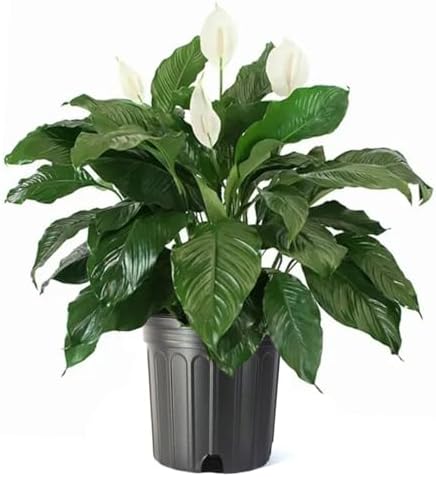 American Plant Exchange Peace Lily Spathiphyllum, 10-Inch Pot by AmericanPlantExchange