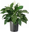 American Plant Exchange Peace Lily Spathiphyllum, 10-Inch Pot by AmericanPlantExchange