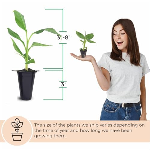 Banana Tree Gran Nain. Set of 4 Starter Live Plants (Gran Nain) - Image 4