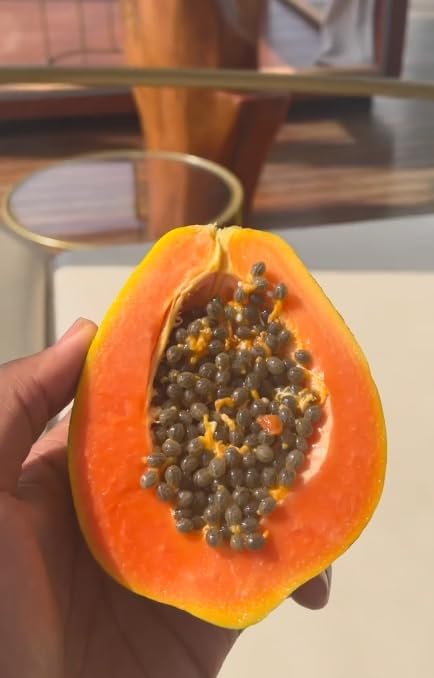 Red Lady Dwarf Papaya Live Tree – Carica Papaya – Tropical Fruit Plant – 1–2 Ft Tall – Sweet Papaya Tree – Exotic Garden & Container Plant - Image 3