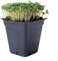 Mountain Valley Seed Co Broccoli Microgreens Seeds 4 Oz ~4000 Seeds Non-GMO by MountainValleySeedCompany