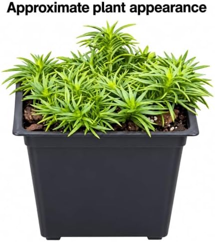 2 Drummond's Pink Creeping Phlox Ground Covers - Live Plants - 4" Pots - Image 2
