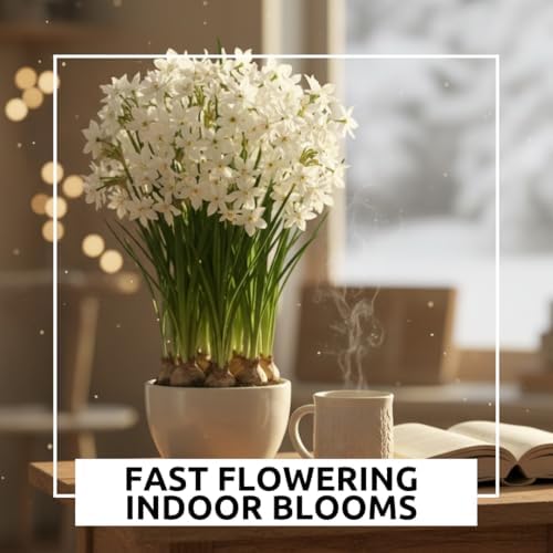 10 'Ziva' Paperwhites Flower Bulbs 14/15cm Bulbs - Image 3