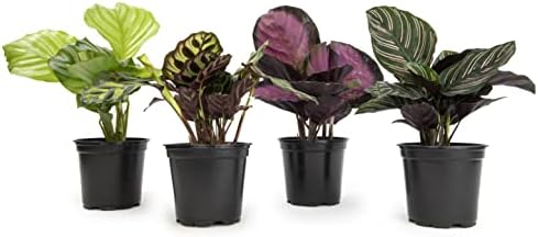 Pet Safe Calathea Plant 4PK, Prayer Plants Live Houseplants, 4 in. Pots by PlantsforPets