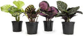 Pet Safe Calathea Plant 4PK, Prayer Plants Live Houseplants, 4 in. Pots by PlantsforPets