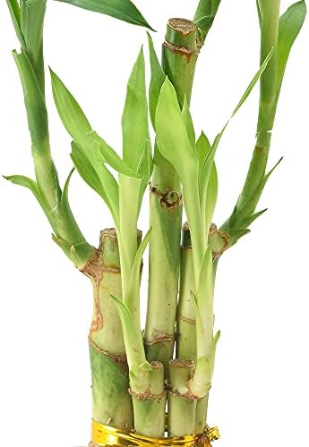 5-Stem Lucky Bamboo, Live Indoor Plant in Aged Wood Planter for Home, Work, or Gift, Light ***Cannot Ship to Hawaii** - Image 4