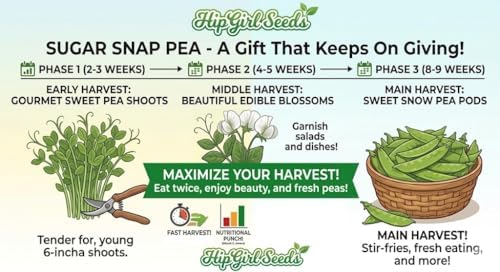 Bean Seeds for Planting Vegetables and Fruits. Pole Beans,Bush Beans,Romano Beans.Non GMO Garden Seeds for Home Vegetable Garden-65ct+ Sugar Snap Pea Seeds,豌豆苗,Edible Pod/Sweet Snap Pea Shoots & Tips - Image 2