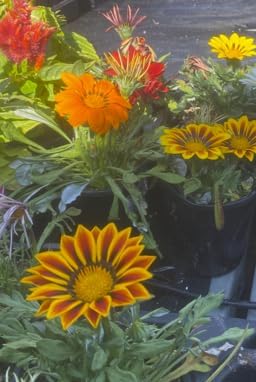 4 Pack Live Gazania Plant, Mixed Colors, 4-Inch Pot, Sun-Loving Annual Flowers for Garden and Containers. California Delivery - Image 4