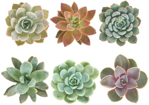 Shop Succulents Rosette Succulent Plant Pack Collection - Live Mini Succulent Plants, Low Maintenance, Floral Shaped Mix of Colors & Textures - Wedding and Party Favors, Gift & Garden, Pack of 6 by ShopSucculents
