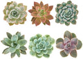 Shop Succulents Rosette Succulent Plant Pack Collection - Live Mini Succulent Plants, Low Maintenance, Floral Shaped Mix of Colors & Textures - Wedding and Party Favors, Gift & Garden, Pack of 6 by ShopSucculents