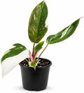 Philodendron Red Anderson Live Plant, 4 Inch Rare Variegated Houseplant by NYCitySucculents