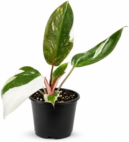 Philodendron Red Anderson Live Plant, 4 Inch Rare Variegated Houseplant by NYCitySucculents