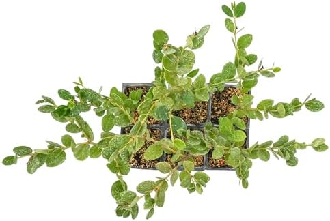 6 Green Carpet Natal Plum in 3.5" Nursery Cubes | Carissa ‘Green Carpet’ | Low-Growing Evergreen Groundcover for Landscapes, Slopes & Borders | Live Starter Plants - Image 6