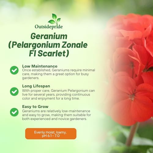 Outsidepride Scarlet Geranium Seeds for Planting - 50 Pcs Annual, Heat & Drought Tolerant Flower Seeds with Green Foliage & Scarlet Blooms for Pots, Borders & Lush Summer Garden Displays - Image 3