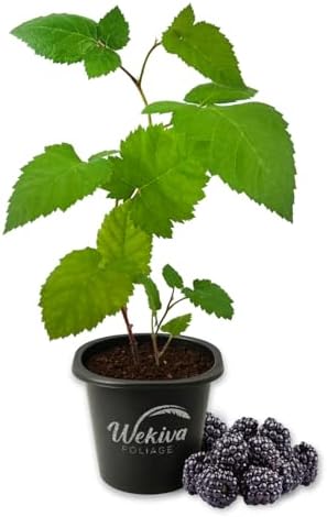 Von BlackBerry Plant - 1 Live Starter Plant - Rubus - Edible Fruit Bearing Bush for Patio and Garden by WekivaFoliage