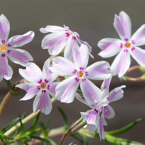 3 White Pink Creeping Phlox Plants, Perennial Ground Cover 4-6 Inches - Image 5