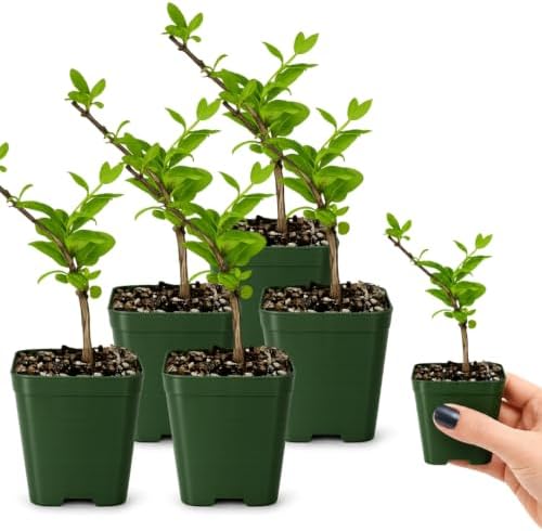 Honeysuckle Plant Live, White Fragrant Japanese Climbing, 2in Pot, 5-Pack - Image 3