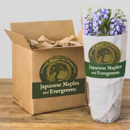 Blue Moon Wisteria Vine - Massive Foot Long Fragrant Flowers - Attract Hummingbirds - 2 - Year Plant by - Japanese Maples and Evergreens - Image 4