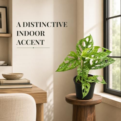 Monstera Mint Live Plant, Variegated Adansonii Swiss Cheese 4 Inch - Image 5