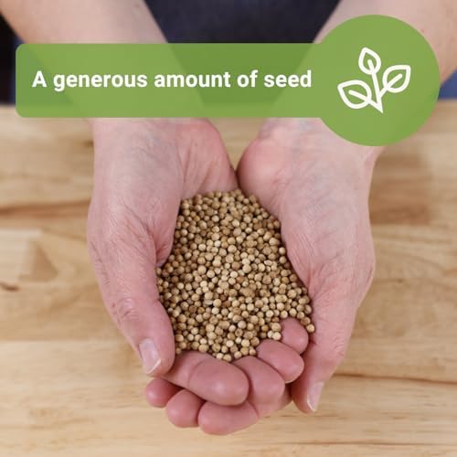 Sow Right Seeds - 2000 Cilantro Seed for Planting Bulk Jumbo Pack Coriander - Image 3