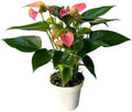 Anthurium (12"-14" Tall) Unique and Gorgeous Live Indoor Plant, Easy Care and Easy to Grow, Bloom Plant, 4 inch Pot (Pink Matata) by hopewindplants