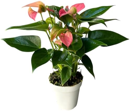 Anthurium (12"-14" Tall) Unique and Gorgeous Live Indoor Plant, Easy Care and Easy to Grow, Bloom Plant, 4 inch Pot (Pink Matata) by hopewindplants