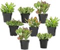 Altman Plants Live Jade Plant Collection (8PK), Classic Jade Plants in 2.5" Pots, Mini Succulents, Sunset Jade, Live Succulents, Crassula Ovata, Variegated Live Plants & House Plants in Succulent Soil by AltmanPlants