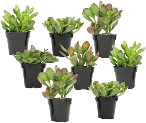Altman Plants Live Jade Plant Collection (8PK), Classic Jade Plants in 2.5" Pots, Mini Succulents, Sunset Jade, Live Succulents, Crassula Ovata, Variegated Live Plants & House Plants in Succulent Soil by AltmanPlants