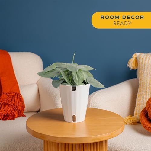 Costa Farms Scindapsus Platinum Java, Live Indoor Plant, Easy Care - Image 2