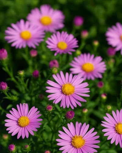 Perennial Farm Aster X 'Wood's Pink' – Live Dwarf Aster Perennial in #1 Container, Compact Habit with Rose-Pink Daisy-Like Blooms, Pollinator Friendly, Long Blooming, Great for Borders & Fall Gardens by PerennialFarmMarketplace