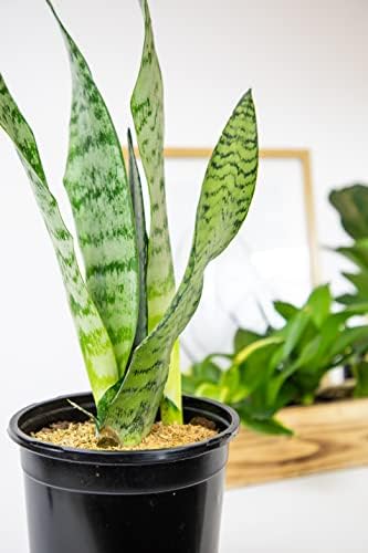 Sansevieria Zeylanica, Live Snake Plant Live Indoor Plants Live Houseplants, Live Plants Indoor Plants, Live Plants Indoor Low Light, Potted Plants, House Plants for Delivery Prime by Plants for Pets - Image 3