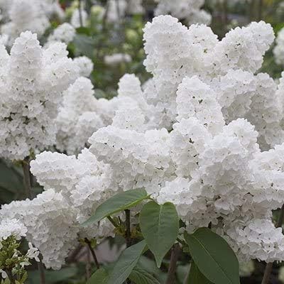 Bonsai Tree Seeds, White Lilac | 20+ Seeds | Highly Prized for Bonsai, Fragrant White Flowers - Image 2