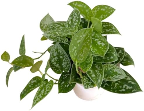 Pothos Live Indoor Plant, 4 inch Pot, Variegated White and Green Leaves - Easy to Care for - Perfect for Indoor and Outdoor Home Decor, Office, and Gift (Satin Pothos) - Image 5