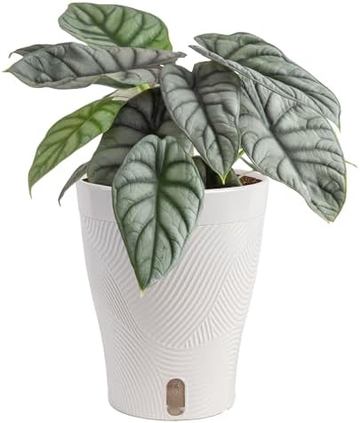 Costa Farms Alocasia, Live Indoor Plant, Easy Care, Home Decor by Unknown