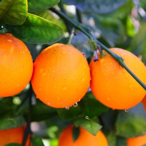 Valencia Orange Tree - 2-5 Inch Tall Live Plant - Potted Indoor/Outdoor Fruit Seedling - Citrus sinensis 'Valencia' - Image 7