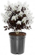Thunderstruck White Lightning Crape Myrtle Live Tree, 1 gal., 12-18 in by Unknown