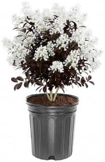 Thunderstruck White Lightning Crape Myrtle Live Tree, 1 gal., 12-18 in by Unknown