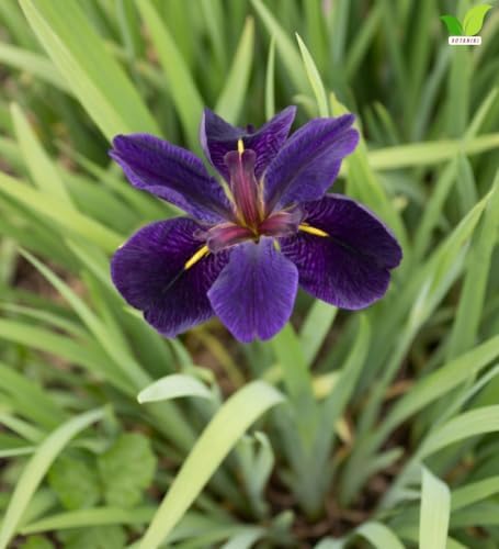 Votaniki Black Gamecock Louisiana Iris #1 Size Bare Root, Deep Purple 4 to 6 Inch Flowers for Rain Gardens, Water Gardens, Borders, Cut Flowers and Mass Planting - Image 3