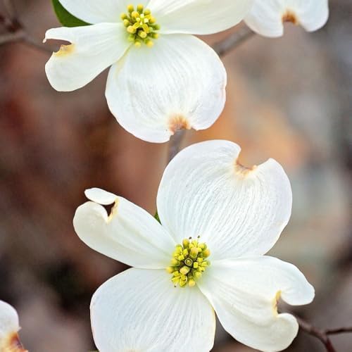 White Dogwood Tree, 1 gal Nursery Pot - Image 4
