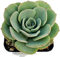 Fat Plants San Diego Live Echeveria Hybrid Succulent Plant (4 inch, Atlantis) by FatPlantsSanDiego