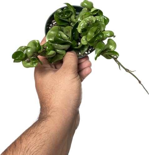 Hoya Compacta aka Hindu Rope Available in 2", 4", and 6" Pot Live Plant Air-Purifying (4" Pot with 2 Plants, Very Short Right Now) - Image 6