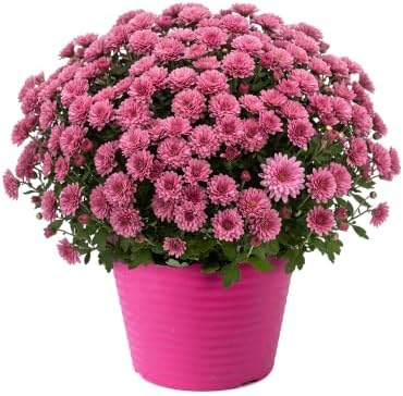 Chrysanthemum (Color Match Deco Pot), Pink Blooms, Live Fall Flowering Perennial, 15" Tall by 12" Wide in 3 Qt Pot by TheThreeCompany