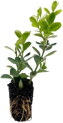 ragnaroc Japanese Boxwood 2-4" (Buxus microphylla VAR. Japonica) 8ct - Live Plant for Indoor Outdoor Use, Garden & Landscaping - Live Arrival Guaranteed - Image 3