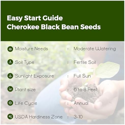 SVI 20 Cherokee Trail of Tears Bean Seeds (Phaseolus Vulgaris) - Cherokee Black Bean Seed Packets, High Yield Pole Beans, Climbing Beans - Heirloom Vegetable Seeds for Trellises, Outdoor Garden Beds - Image 5