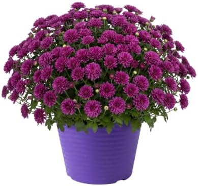 Chrysanthemum (Color Match Deco Pot), Purple Blooms, Live Fall Flowering Perennial, 15" Tall by 12" Wide in 3 Qt Pot by TheThreeCompany