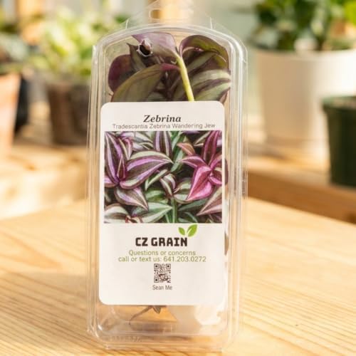 Tradescantia Live Plant Cuttings, Indoor Wandering Jew Cuttings, 5 Zebrina - Image 6
