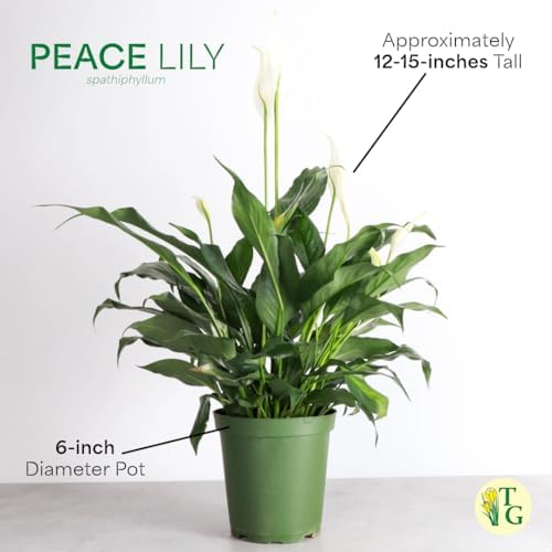 Live Peace Lily Plant, Spathiphyllum, Low Light, Easy to Grow, 6" Pot - Image 7